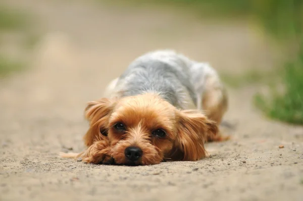 Triste cane sdraiato sulla strada — Foto Stock