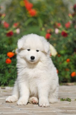 sevimli köpek yavrusu portre
