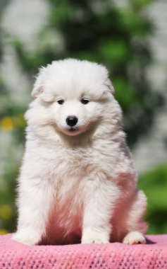 sevimli beyaz köpek portre