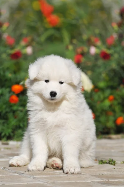 Precioso retrato de cachorro —  Fotos de Stock