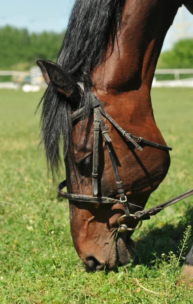 Paard eet gras — Stockfoto