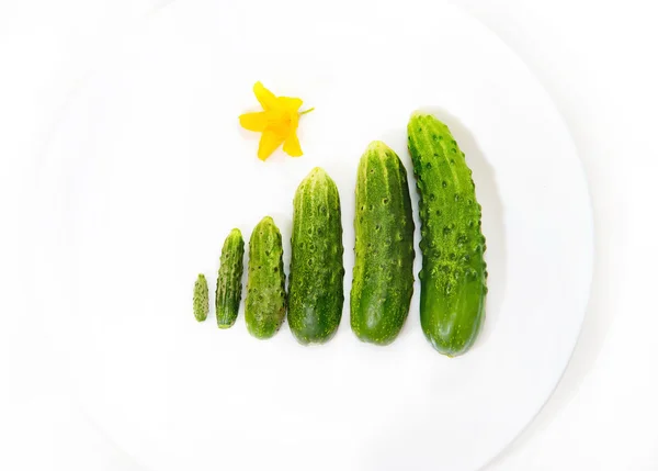 黄瓜不同大小 — 图库照片