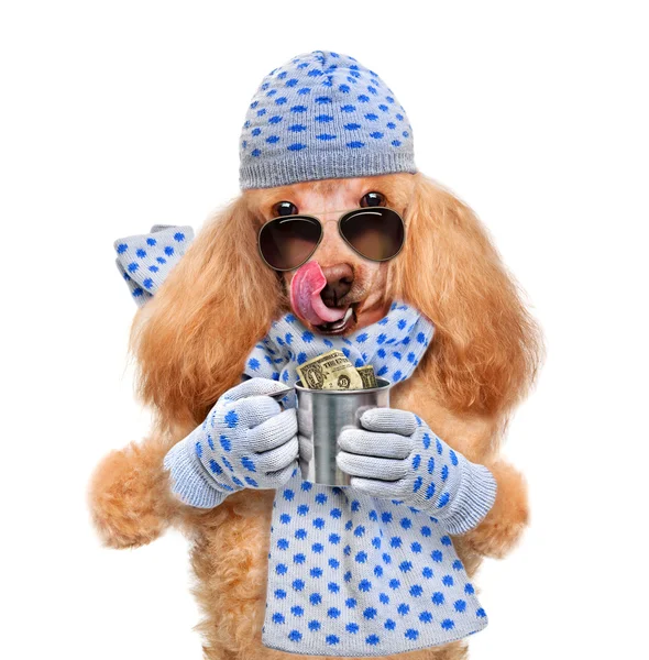 Money dog holding — Stock Photo, Image