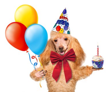 Balonlar ve bir çörek ile Doğum köpek.