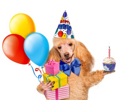 Balonlar ve bir çörek ile Doğum köpek.