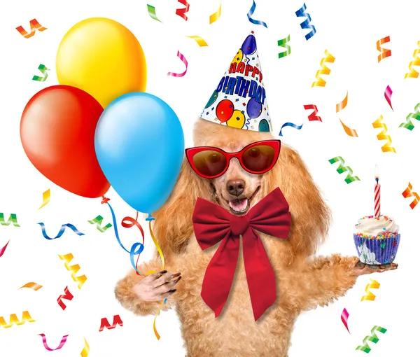 Perro de cumpleaños con globos y una magdalena . —  Fotos de Stock