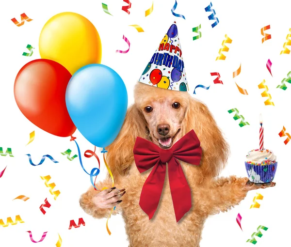 Verjaardag hond met ballonnen en een cupcake. — Stockfoto
