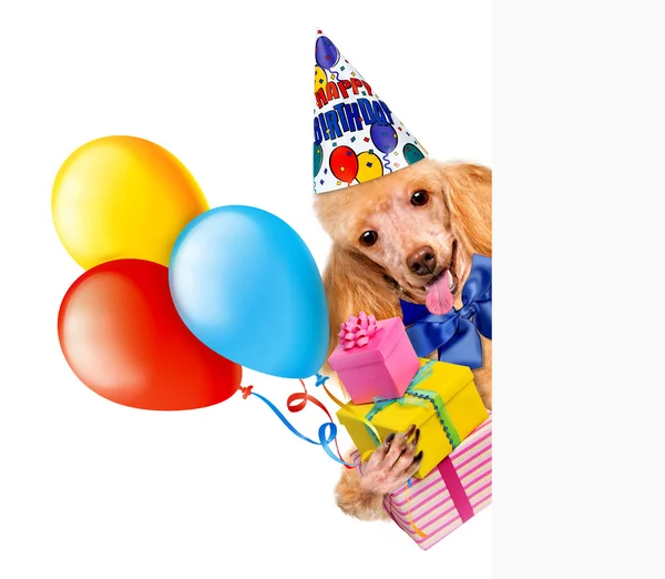 Narozeniny pes s balónky a košíček. — Stock fotografie