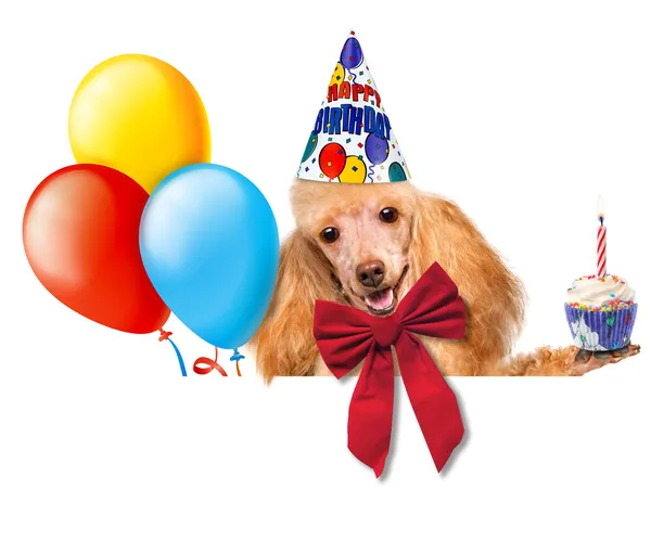 Geburtstagshund mit Luftballons und Cupcake. — Stockfoto
