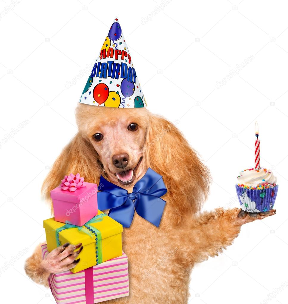 Födelsedag hund med ballonger och en cupcake. — Stockfotografi