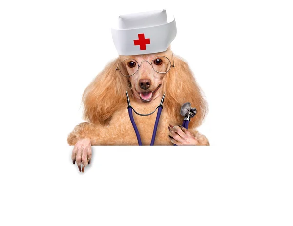 Dr. Dog at the white banner — Stock Photo, Image