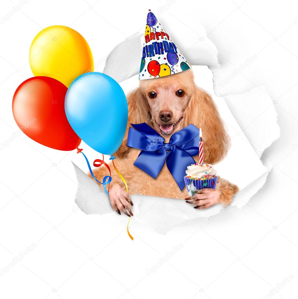 Dog birthday with balloons and cake.