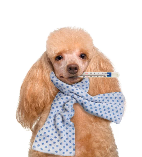 Sick dog — Stock Photo, Image