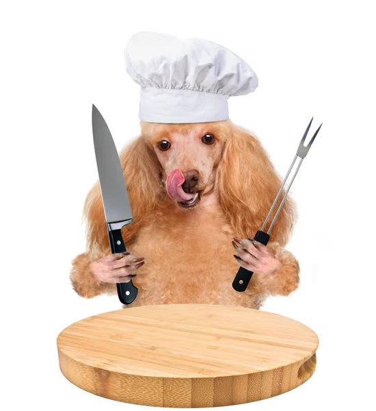 Dog chef — Stock Photo, Image