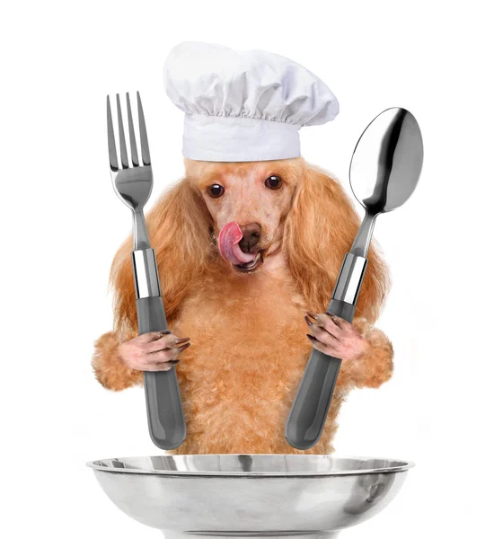 Chef perro — Foto de Stock