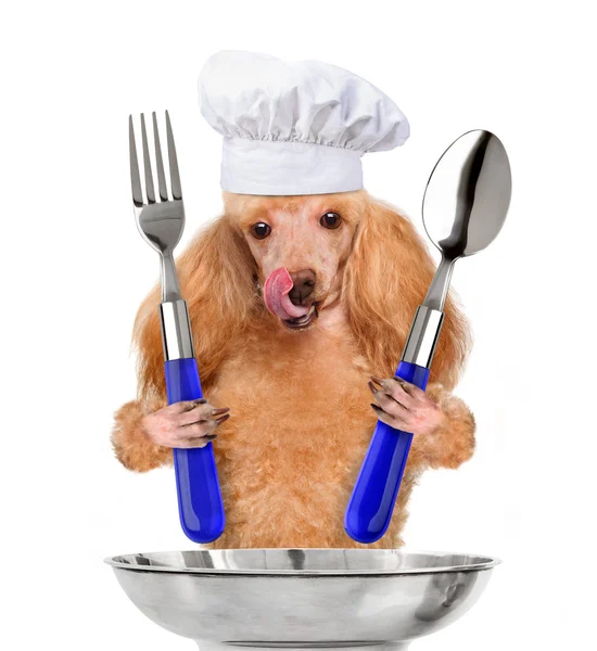 Dog chef — Stock Photo, Image