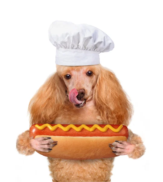 Hond chef-kok — Stockfoto