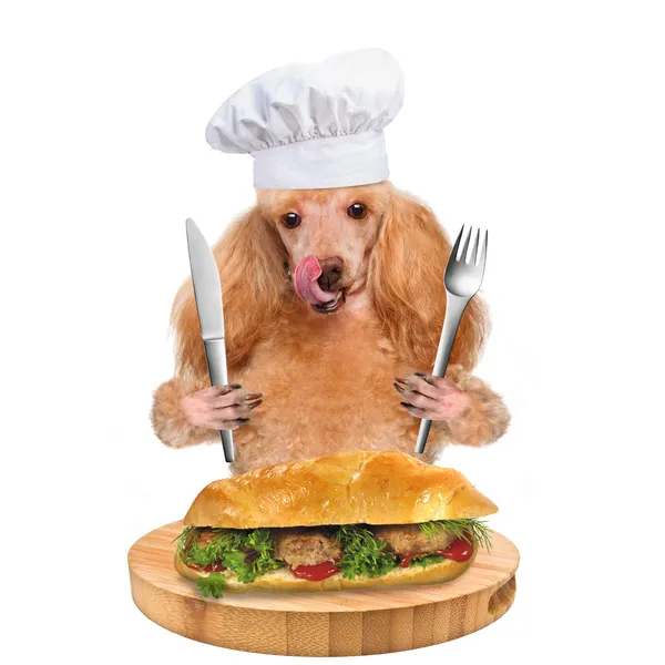 狗厨师 — 图库照片