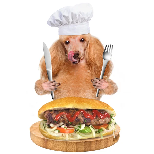 Dog Chef — Stock Photo, Image