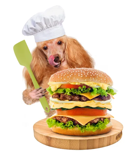 Chef perro — Foto de Stock