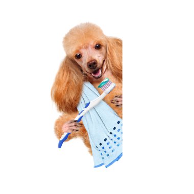 Brushing teeth dog clipart