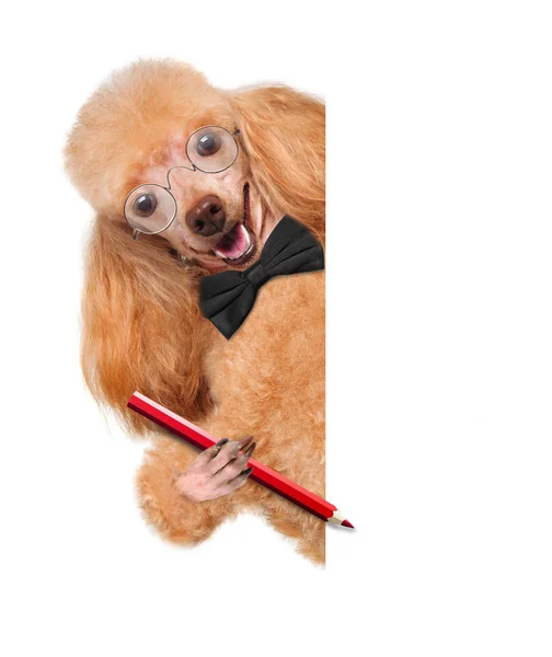 Dog with glasses and with pencil behind a white banner — Stock Photo, Image