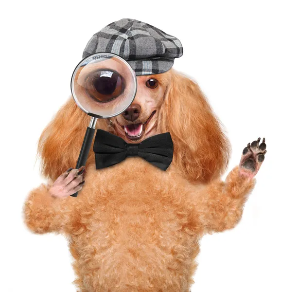 Dog with magnifying glass and searching — Stock Photo, Image