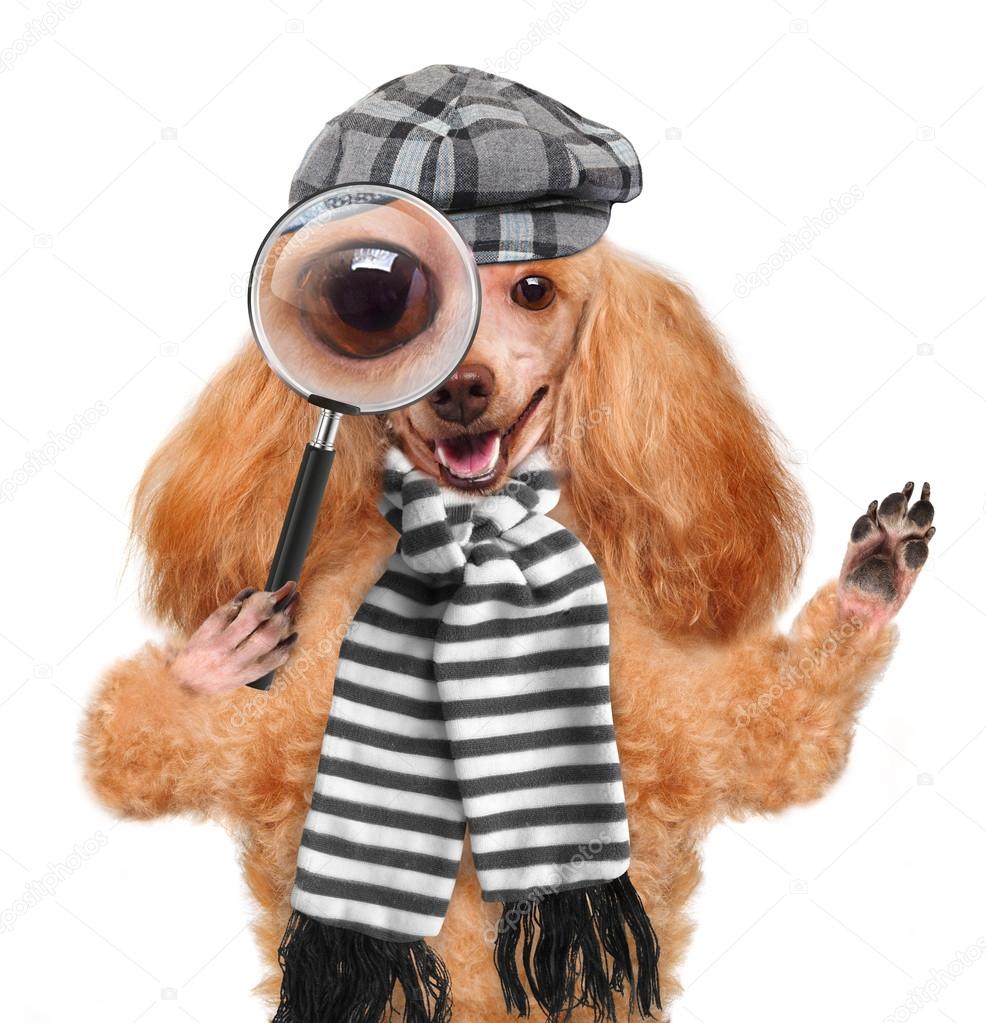 Dog with magnifying glass and searching