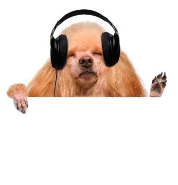 köpek müzik kulaklık