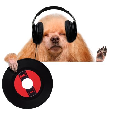 müzik kulaklık vinil plak köpek