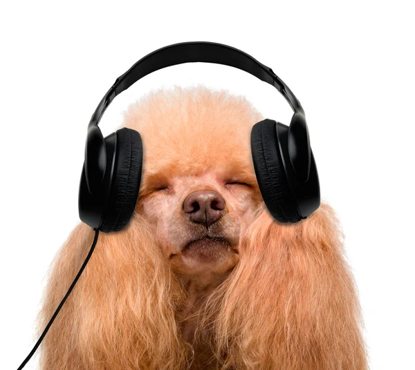 Dog in headphones listening to music — Stock Photo, Image