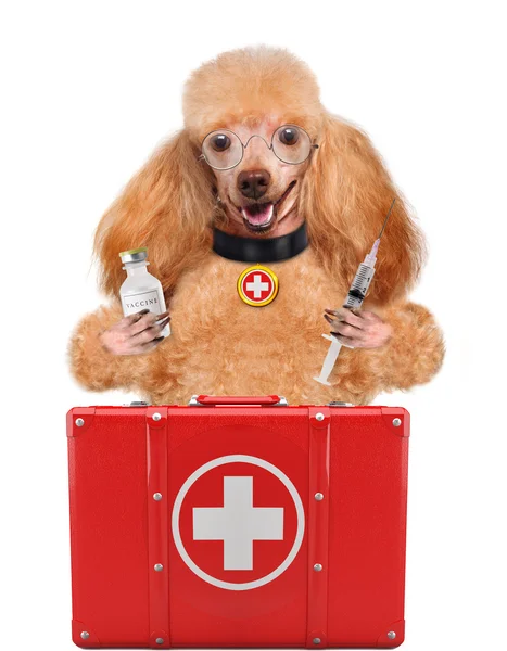 Cão com kit de primeiros socorros — Fotografia de Stock