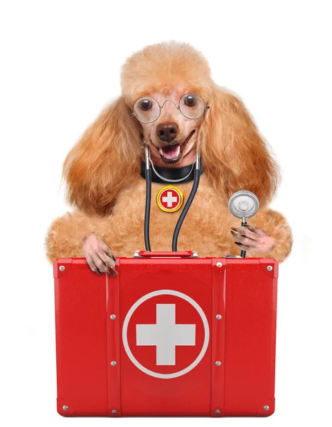 Cane con kit di pronto soccorso — Foto Stock