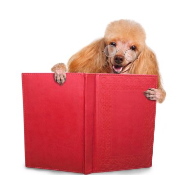 kitap okurken köpek