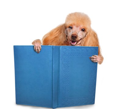 kitap okurken köpek