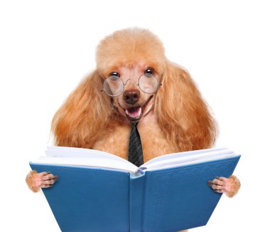 kitap okurken köpek