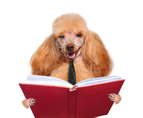 Hund som läser en bok — Stockfoto