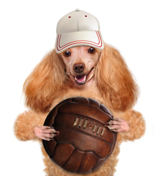 Dog with a ball — Stock Photo, Image