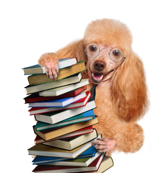 Chien derrière une grande pile de livres — Photo