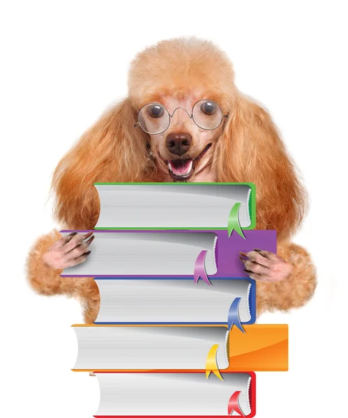 Собака с книгами — стоковое фото