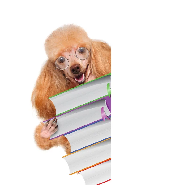 Hond met boeken over witte banners — Stockfoto