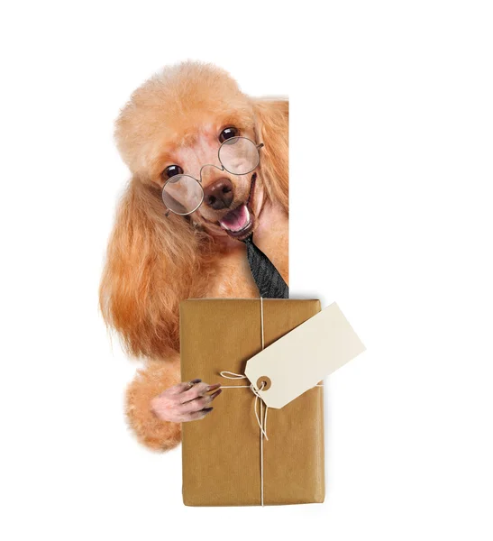 Dog with brown paper parcels delivery — Stock Photo, Image