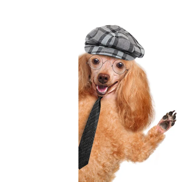 Hund mit Brille hinter weißem Banner — Stockfoto