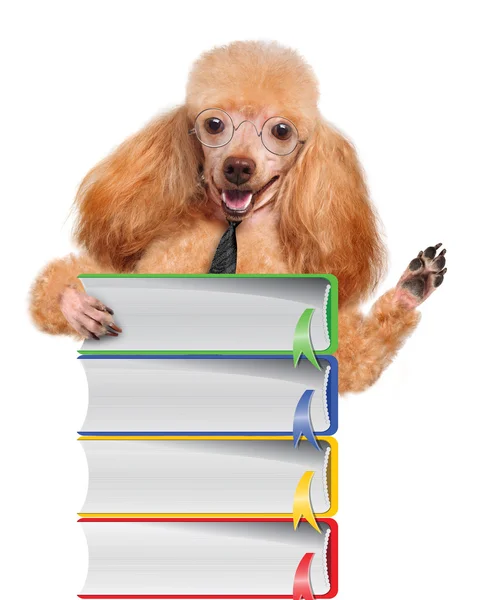 Hund med böcker — Stockfoto