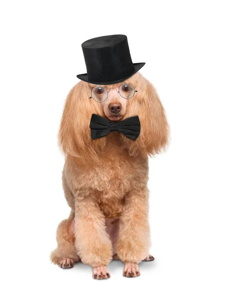 Dog with a black hat — Stock Photo, Image