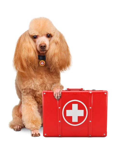 Cão com kit de primeiros socorros — Fotografia de Stock