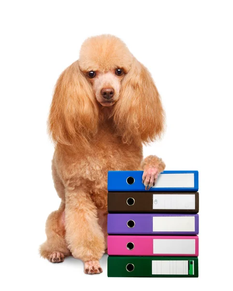 Pes s složky dokumentů — Stock fotografie