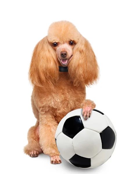 Dog with a white soccer ball — Stock Photo, Image
