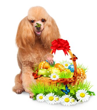 Paskalya sepeti ile köpek