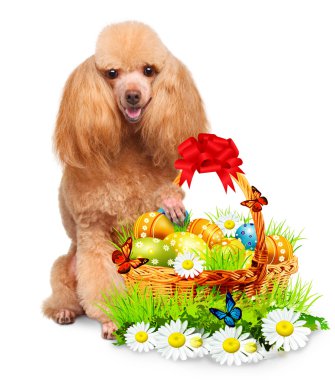 Paskalya sepeti ile köpek